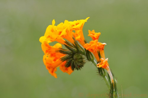 Fiddleneck - April 5, 2011