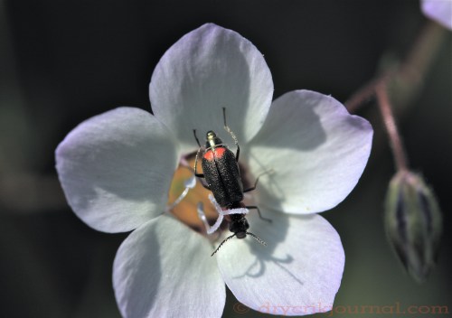 Bird's Eye Gilla - April 11, 2011