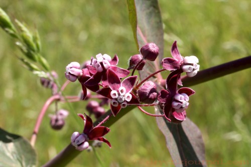 Purple Milkweed - May 2, 2011