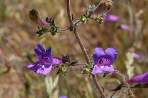 Purple Penstemon - May 5, 2011
