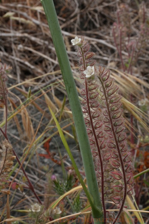Phacelia (Scorpionweed) - May 15, 2011