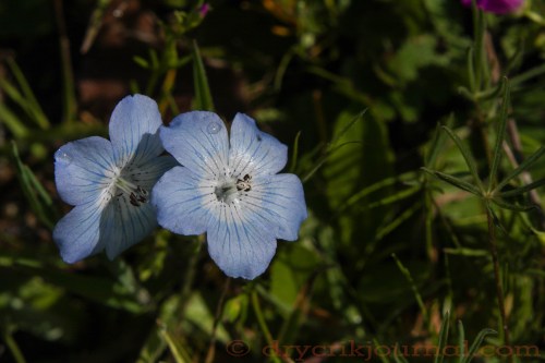 Nemophila menziesii - February, 24, 2015