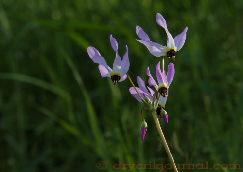 Sierra Shooting Star (Dodecatheon jeffreyi) – March 3, 2015