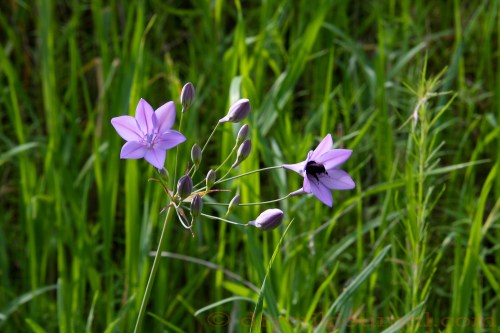 Ithuriel’s Spear Triteleia laxa - March 18, 2015  