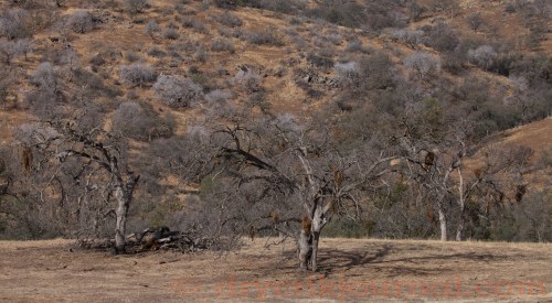 October 14, 2015 - Greasy, Horse Lot