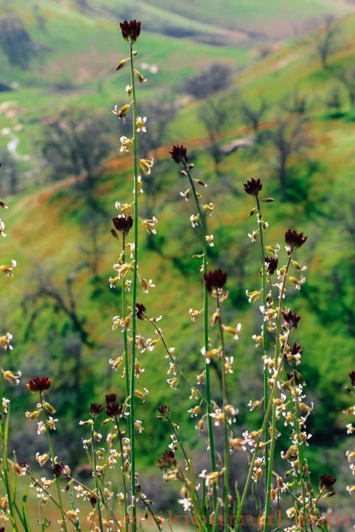 California Jewelflower, Caulanthus californicus