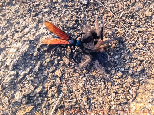 Photo: Terri Drewry Blanke